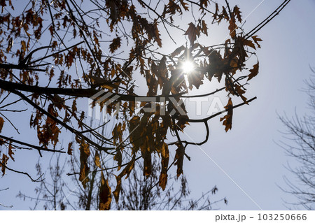 the old dry oak foliage hanging on the branches the old dry oak foliage hanging on the branches 103250666