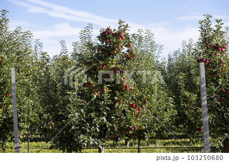 Apple orchard with red ripe apples hanging on branches Apple orchard with red ripe apples hanging on branches 103250680
