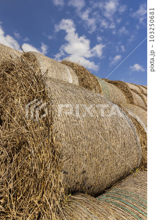 stacked straw stacks in the spring season remaining in the field 103250681