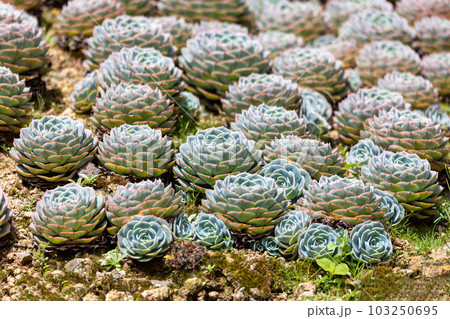 Echeveria desmetiana, succulent plant in the family Crassulaceae. Costa Rica 103250695