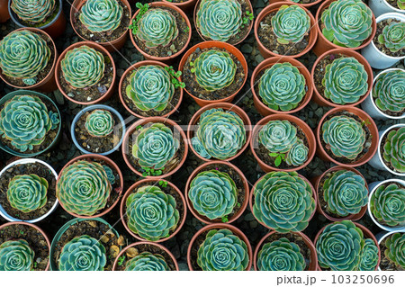 Echeveria desmetiana, succulent plant in the family Crassulaceae. Costa Rica 103250696