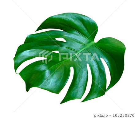 Green leaves pattern,leaf monstera isolated Green leaves pattern,leaf monstera isolated 103250870