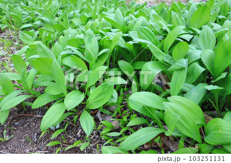 行者ニンニクの群落　北海道　山菜 103251131