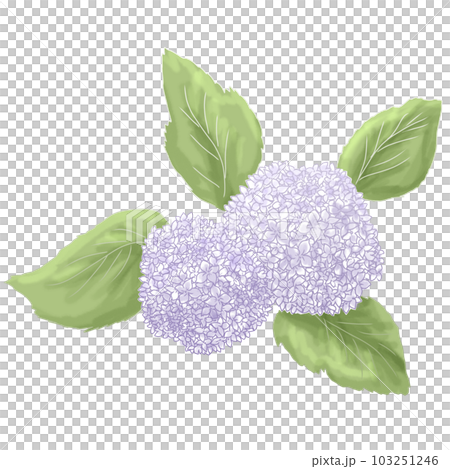水彩風格溫柔觸葉大繡球 103251246