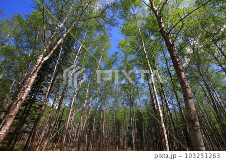 新緑　白樺の森　シラカバ林 103251263