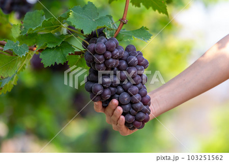 Grape harvest, Vineyards at sunset in autumn harvest ripe grapes in fall, Vineyard with ripe grapes in countryside at sunset, Nature background with Vineyard in autumn harvest. Ripe grapes in fall. 103251562