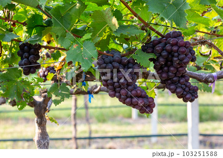 Grape harvest, Vineyards at sunset in autumn harvest ripe grapes in fall, Vineyard with ripe grapes in countryside at sunset, Nature background with Vineyard in autumn harvest. Ripe grapes in fall. 103251588