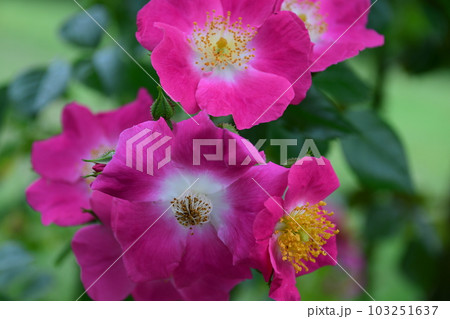 薔薇の花(クローズアップ) 103251637