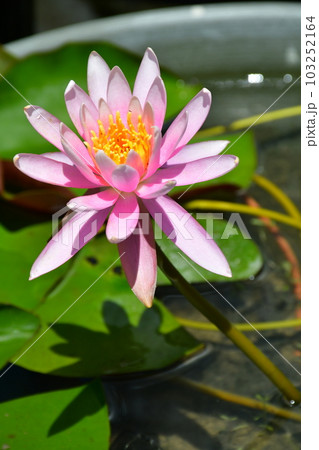 初夏のモネの庭　欧風庭園の水辺 103252164