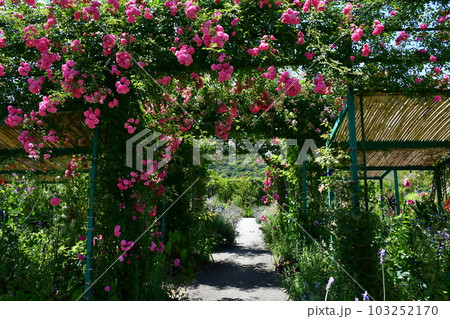 初夏のモネの庭　欧風庭園の水辺 103252170