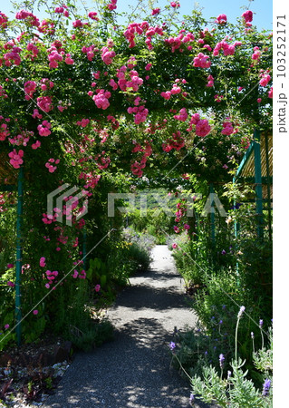 初夏のモネの庭 欧風庭園の水辺 初夏のモネの庭 欧風庭園の水辺 103252171