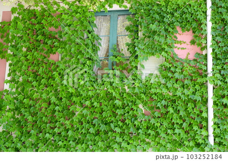 初夏のモネの庭　欧風庭園の水辺 103252184