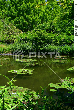 初夏のモネの庭　欧風庭園の水辺 103252221