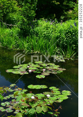 初夏のモネの庭 欧風庭園の水辺 初夏のモネの庭 欧風庭園の水辺 103252228