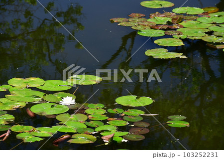初夏のモネの庭　欧風庭園の水辺 103252231