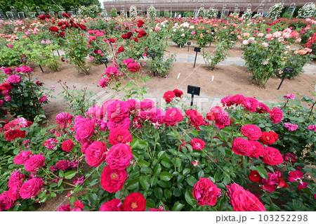 ぎふワールド・ローズガーデンのバラの花 103252298