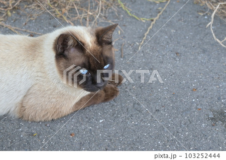 道端で横になるシャム猫 道端で横になるシャム猫 103252444