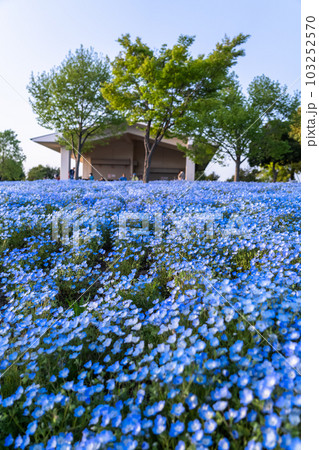 《東京都》満開のネモフィラ畑・春の舎人公園 103252570