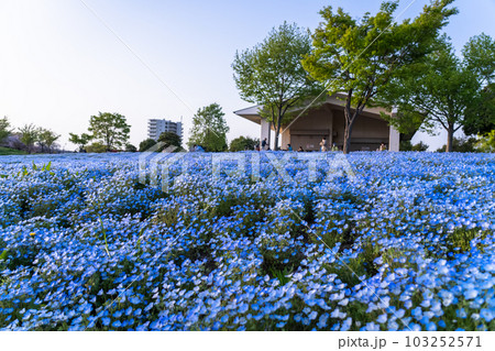 《東京都》満開のネモフィラ畑・春の舎人公園 103252571
