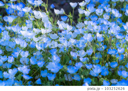 《東京都》満開のネモフィラ畑・舎人公園 103252626