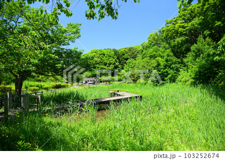 新緑の小雀公園 新緑の小雀公園 103252674