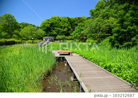 新緑の小雀公園 103252687