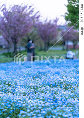 《東京都》満開のネモフィラ畑・舎人公園 103252688