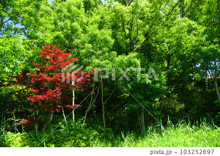 新緑の小雀公園 新緑の小雀公園 103252697