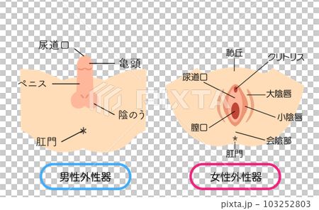 男女外生殖器插圖素材 103252803
