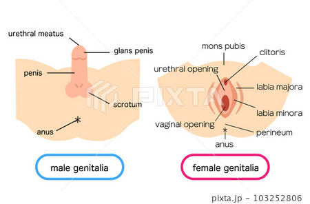 男性外性器と女性外性器のイラスト素材 103252806