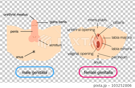 男性外性器と女性外性器のイラスト素材 103252806