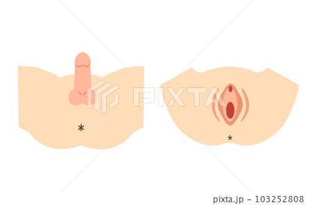 男性外性器と女性外性器のイラスト素材 男性外性器と女性外性器のイラスト素材 103252808