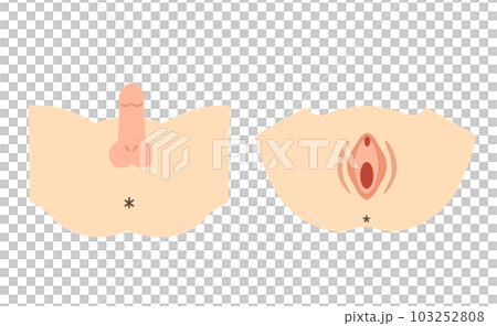 男性外性器と女性外性器のイラスト素材 男性外性器と女性外性器のイラスト素材 103252808