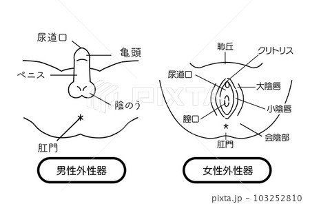 性器 男性外性器と女性外性器のイラスト素材のイラスト素材 [103252810] - PIXTA
