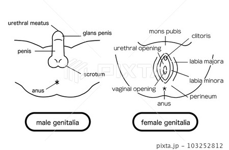 男性外性器と女性外性器のイラスト素材 男性外性器と女性外性器のイラスト素材 103252812