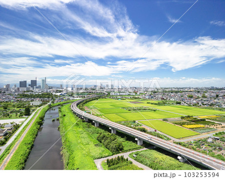 「埼玉県」ドローンで撮影した夏空のと沼田んぼの風景 103253594