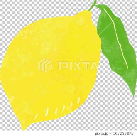 レモン　果実 103253873