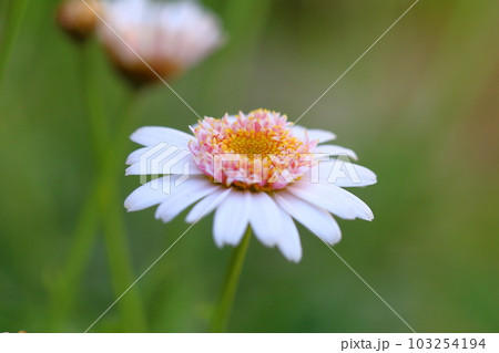 マーガレットの花 マーガレットの花 103254194