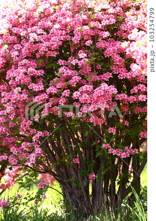 那須高原の八幡つつじ群落に咲く豪華な花弁 103254799