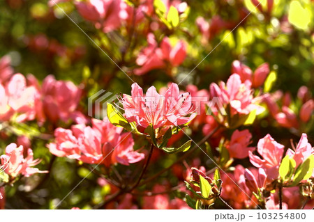 那須高原の八幡つつじ群落に咲く豪華な花弁 103254800