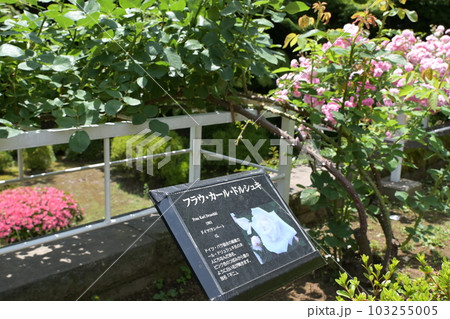 バラ園 旧古河邸 バラ園 旧古河邸 103255005