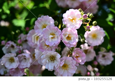 薄いピンク色のバラの花びら 薄いピンク色のバラの花びら 103255126