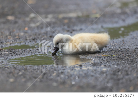 山中湖　コブハクチョウ　雛 103255377