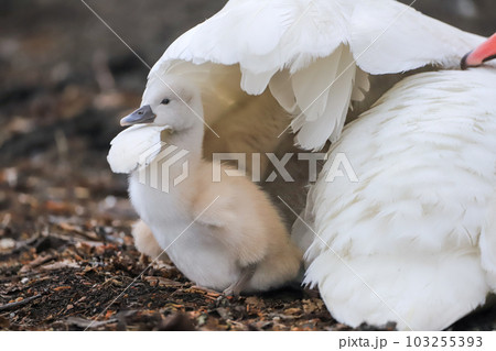 山中湖 コブハクチョウ 親子 山中湖 コブハクチョウ 親子 103255393