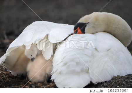 山中湖　コブハクチョウ　親子 103255394