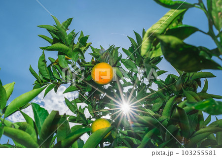 Ripe oranges, the sun shines into the frame through the foliage, harvesting citrus fruits. Selective focus on oranges, idea for background, juice advertising concept 103255581