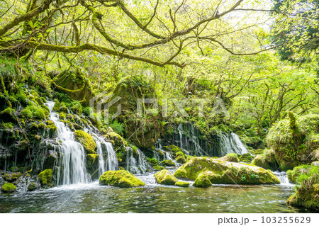 元滝伏流水 103255629