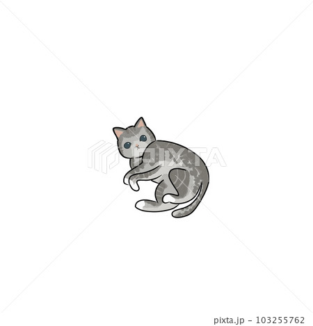Cat pet animal kitty gray white friendship. My cat Cat pet animal kitty gray white friendship. My cat 103255762