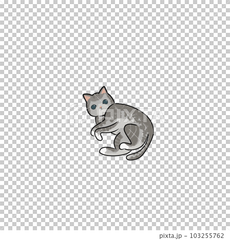 Cat pet animal kitty gray white friendship. My cat Cat pet animal kitty gray white friendship. My cat 103255762
