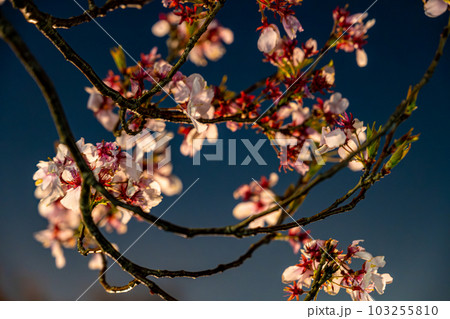【#風景】公園の夜桜 【#風景】公園の夜桜 103255810